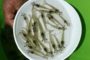 Japan lifts inspection order for Black Tiger shrimps from India