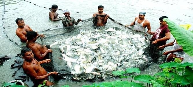 COVID-19: Impact on Inland Fisheries in India