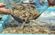 India’s seafood exports pegged at 12,89,651 MT in FY 2019-20