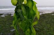 Pharmaceutical importance of seaweeds