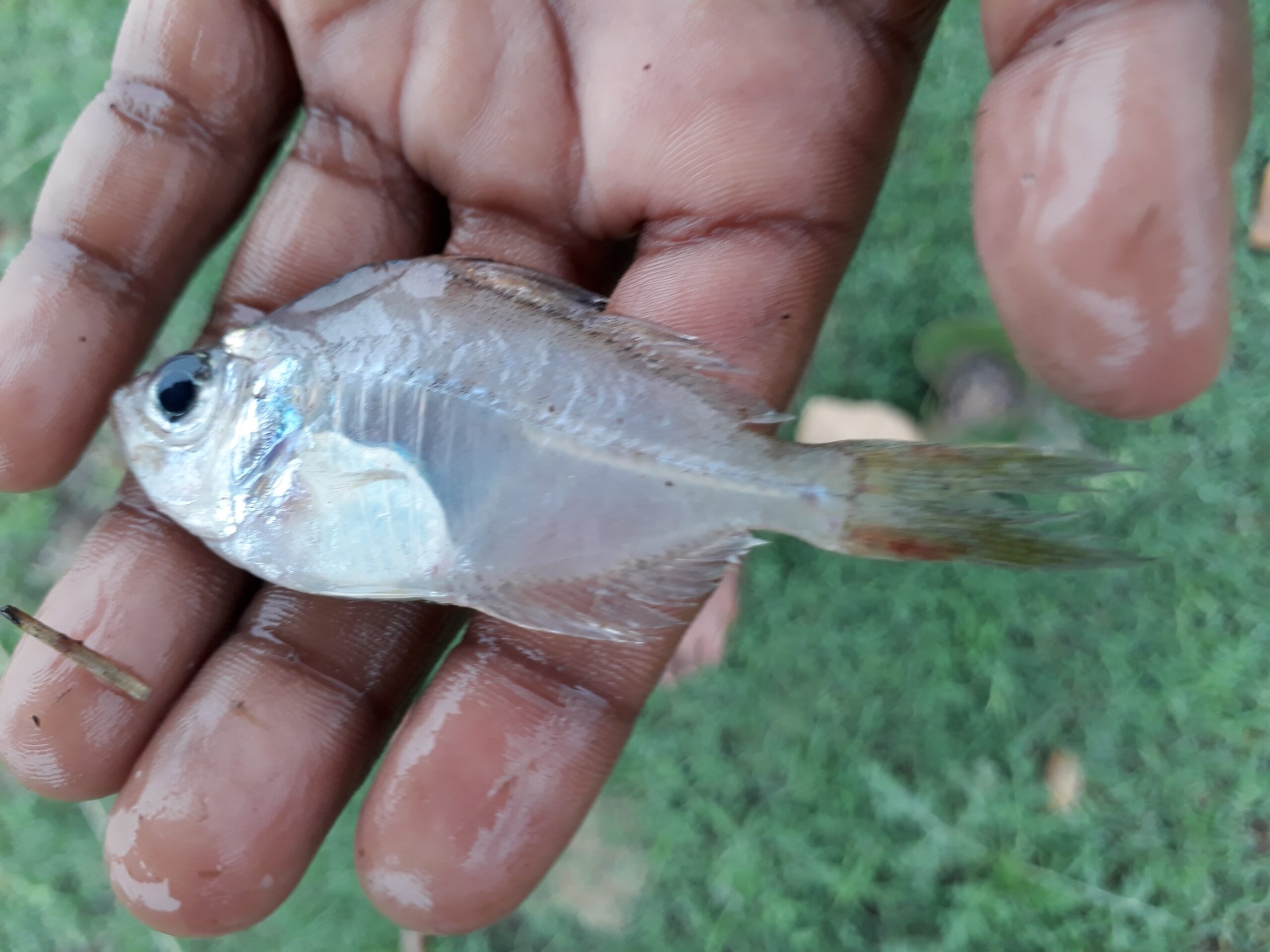 Indigenous small freshwater fish and its importance