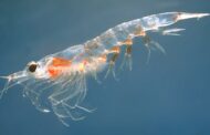 Health benefits of krill oil