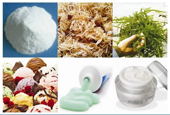 Phycocolloids extracted from seaweeds and their   uses