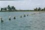 Indigenous small freshwater fish and its importance