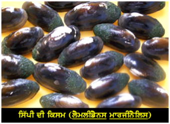 Freshwater Pearl Farming: An Emerging Enterprise in India
