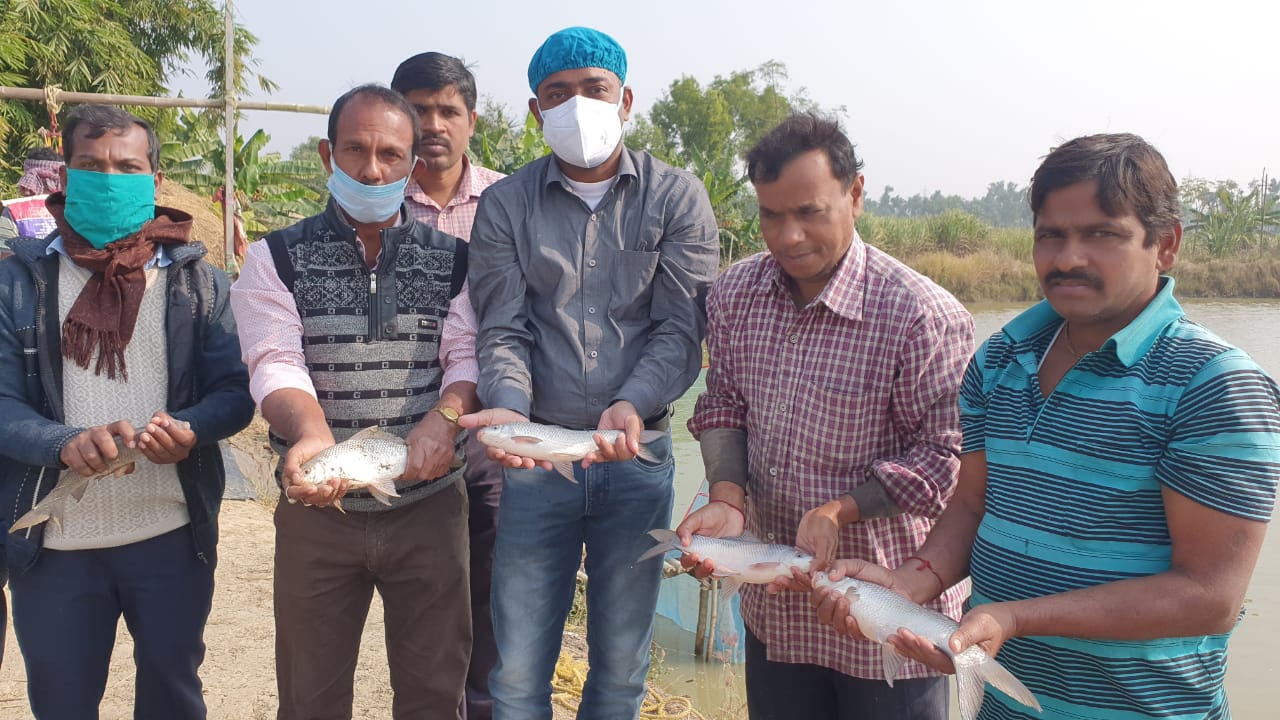'Dakkhinatter Rui' brings cheers to fish farmers of Haldia block in West Bengal