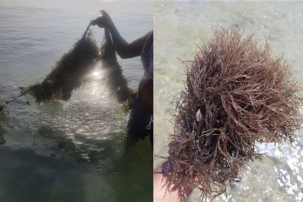 The economic importance of seaweeds in India