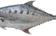 CMFRI identifies new fish from Indian waters