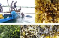 India produced 34000 tonnes of seaweeds in 2021: CMFRI study