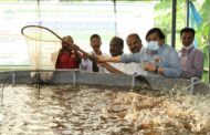 Scheduled caste families reap bumper harvest from biofloc fish farming