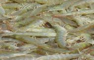 Shrimp harvesting amid Covid scare:  production drops in East Medinipur district, West Bengal